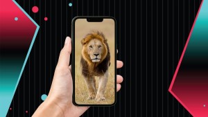  1 con sư tử trên TikTok bao nhiêu tiền? Cách tặng và quy đổi